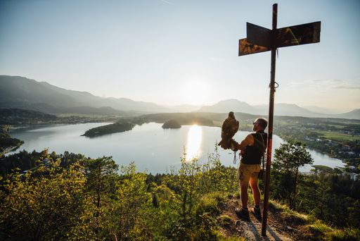 Falkner Franz Schüttelkopf mit Adler Bruno beim
Sonnenuntergang auf der Taborhöhe beim Faaker See