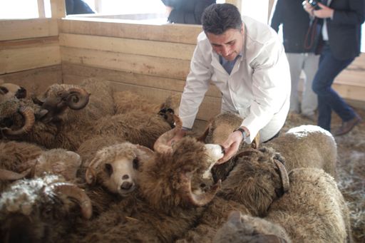 Vorschau Bild von Alle Tiere wurden nach Ankunft auf der Farm von
VIER PFOTEN Team untersucht