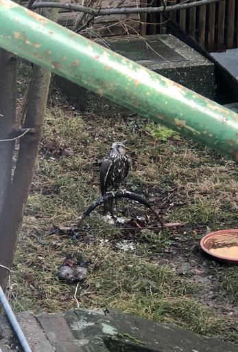Der Falke war im Garten im 14. Bezirk in Wien
angebunden.