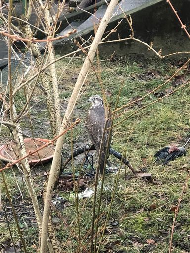 Vorschau Bild von Neben dem Gehsteig und der Straße ist der Falke
viel Stress ausgesetzt