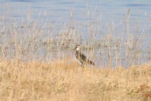 Mehrere Wochen früher als üblich sind die ersten
Kiebitze im Seewinkel gelandet. Gestern Mittwoch haben die Ranger
der St. Martins Therme & Lodge die Zugvögel auf einer ihrer
täglichen Touren entdeckt.