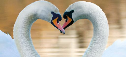 Valentinstag im NHM Wien