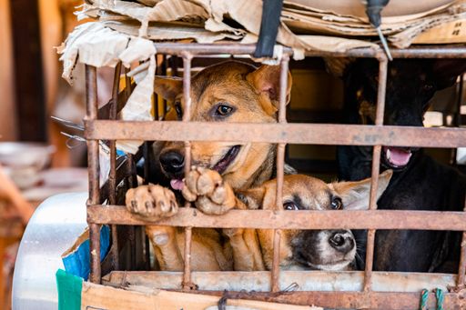 Die Hunde werden in enge Käfige gepfercht