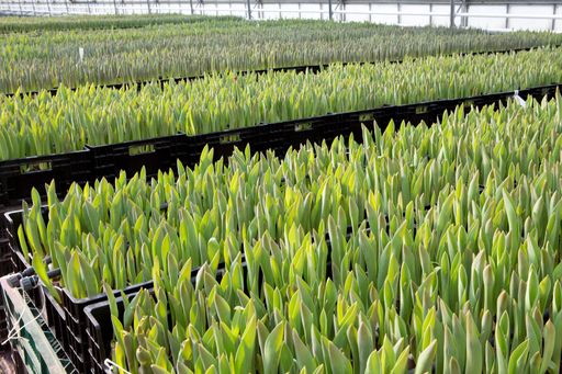 12 Mio Tulpen werden in Österreich im zeitigen
Frühjahr produziert