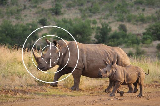 Grausame Jagd-Safaris dürfen in Österreich legal
verkauft werden.