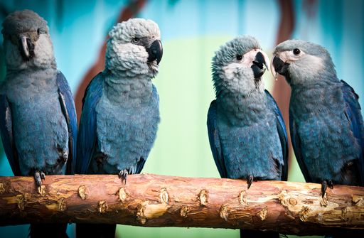 Eine Gruppe von jungen Spix-Ara-Papageien bei ACTP. Pünktlich zum
diesjährigen World Wildlife Day, treffen heute 52 in Berlin
gezüchtete Spix-Ara-Papageien, 49 aus der ACTP-Zentrale in Berlin, 3
von Pairi Daiza in Belgien, in Brasilien ein - dort sollen sie in
den nächsten Monaten auf ihre Wiederansiedlung und das weitere Leben
in freier Wildbahn vorbereitet werden. Mehr Informationen auf
www.act-parrots.org, unter www.pressebox.de/newsroom/actp-ev und
#spixsAreComingHome. Weiterer Text über ots und
www.presseportal.de/nr/116276 / Die Verwendung dieses Bildes ist für
redaktionelle Zwecke honorarfrei. Veröffentlichung bitte unter
Quellenangabe: "obs/ACTP e. V."