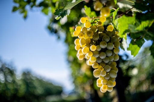 Nicht nur Österreichs Leitsorte Grüner Veltliner
fiel so sortentypisch aus wie lange nicht.