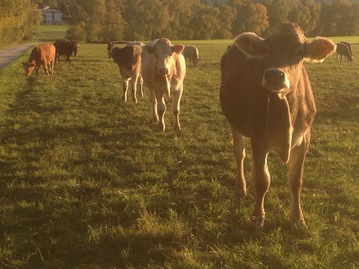 Vorschau Bild von Klimakiller Kühe?