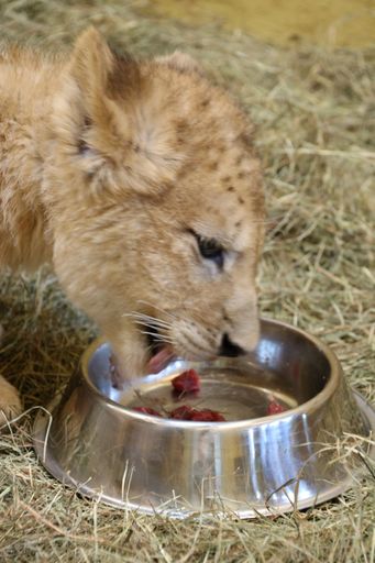 Vorschau Bild von Junglöwe Spartacus genießt seine erste Fleisch-Mahlzeit