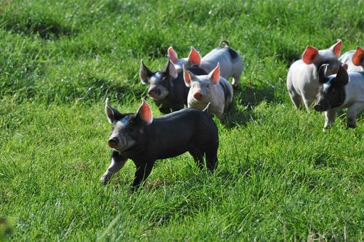 Vorschau Bild von Ferkel auf der Wiese – Produkte direkt von Bauern
und Produzenten