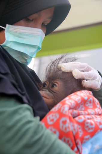 Eine Pflegerin der VIER PFOTEN ORANGUTAN WALDSCHULE
mit ihrem Schützling
