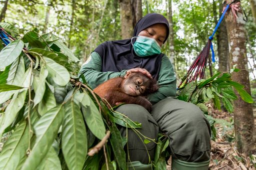 Vorschau Bild von In der VIER PFOTEN ORANGUTAN WALDSCHULE setzen
Pflegerinnen und Pflege nun verstärkt Schutzmaßnahmen