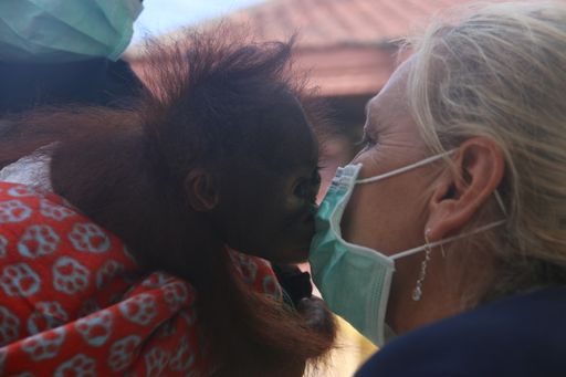 Vorschau Bild von VIER PFOTEN Primatologin Dr. Signe Preuschoft mit
Schutzmaske beim Kontakt mit Orang-Utan Baby