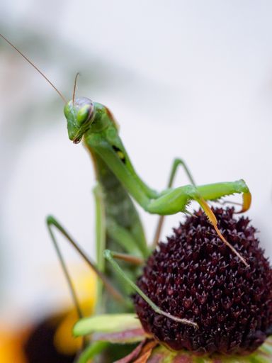 Neue Publikation: Österreichischer Insektenatlas
2020 rüttelt auf