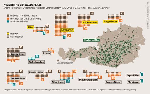 Vorschau Bild von Neue Publikation: Österreichischer Insektenatlas
2020 rüttelt auf