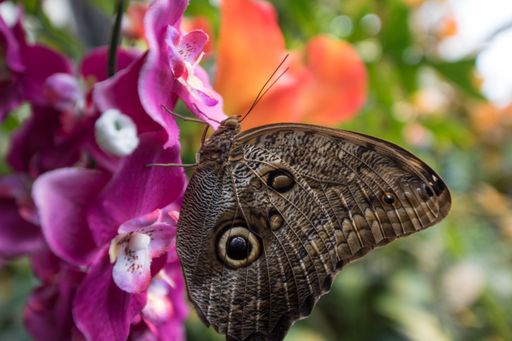 Vorschau Bild von Neue Publikation: Österreichischer Insektenatlas
2020 rüttelt auf