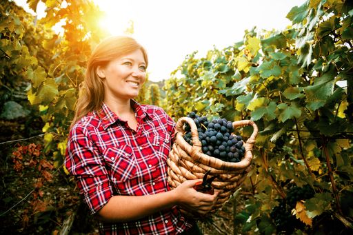  Frau bei der Weinernte