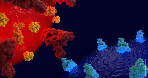 Oberflächen-Proteine des Virus (rot) können an Proteine auf der
Oberfläche menschlicher Zellen (blau) andocken. Durch dieses
Schlüssel-Schloss-Prinzip dringt der Virus in eine Zelle ein und
infiziert sie.
