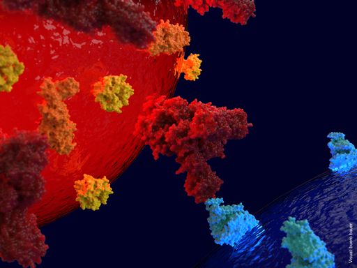 Vorschau Bild von Oberflächen-Proteine des Virus (rot) können an Proteine auf der
Oberfläche menschlicher Zellen (blau) andocken. Durch dieses
Schlüssel-Schloss-Prinzip dringt der Virus in eine Zelle ein und
infiziert sie.