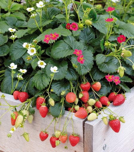 Weiße und pinke Blüten mit süßen Früchten - die
Gartenpflanze des Jahres überzeugt optisch und geschmacklich