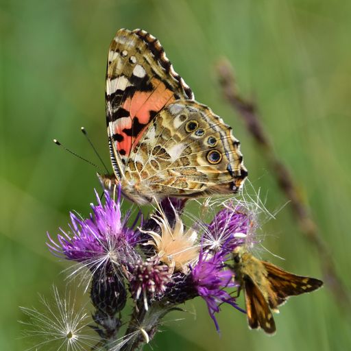 Schmetterling des Jahres, Distelfalter