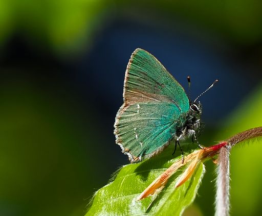 Vorschau Bild von Most liked Schmetterlingsfoto in der App, Grüner
Zipfelfalter