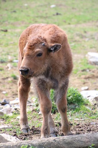  Bison Baby Anton, der jüngste Nachwuchs im oststeirischen
Tierpark
