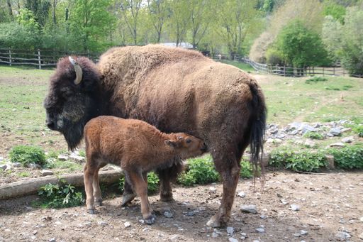 Vorschau Bild von Bisonbaby Anton mit Mama Tennessee