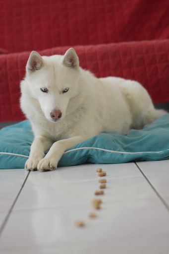 VIER PFOTEN Tipp: Mit Futterspielen ist der Hund
beschäftigt