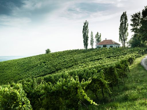 Vorschau Bild von Südliches Feeling: Region Bad Radkersburg … for my soul