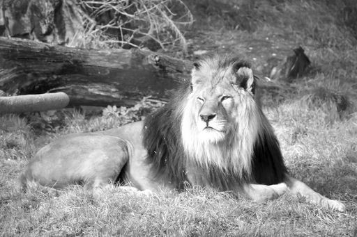 Vorschau Bild von Löwe Simba - das Wappentier der Tierwelt Herberstein verstarb im
hohen Alter von 19 Jahren.