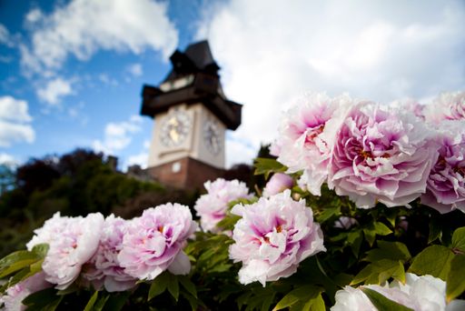 Grazer Uhrturm mit Pfingstrosen im Frühling