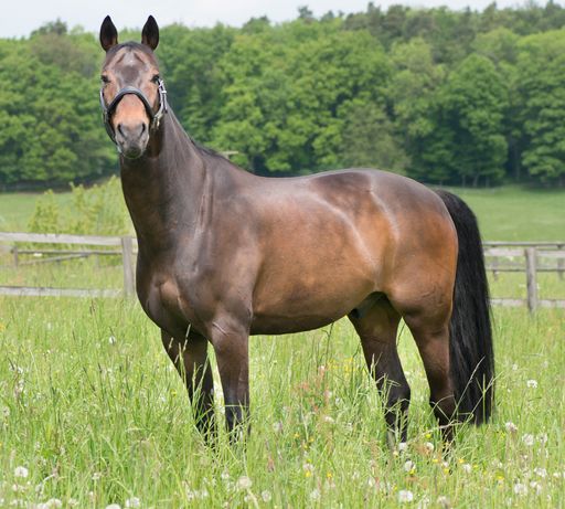 „Lockdown Stress“ auch beim Pferd. Die freie 
Verwendung des Bildmaterials ist an eine Veröffentlichung dieser 
Presseaussendung gebunden, bitte beachten Sie das Copyright, © 
unsplash / Jacques Bopp