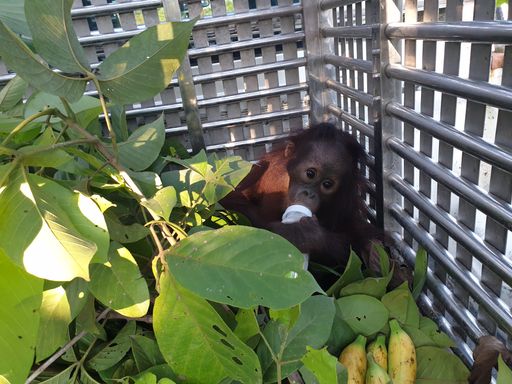 Mit dem Fläschchen kann das Orang-Utan-Baby schon
gut umgehen