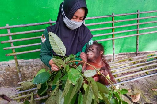 Vorschau Bild von Orang-Utan-Baby Damai mit Pflegerin