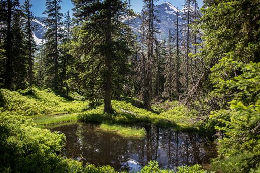Vorschau Bild von Rauriser Urwald im Raurisertal