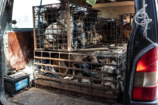 Hunde werden grausam in Käfigen zusammengepfercht,
um verkauft und letztlich gegessen zu werden.
