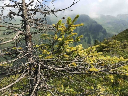 Alpine Fichte mit Befall durch den Rostpilz