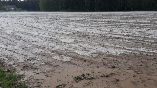 Durch Hagel zerstörter Mais
