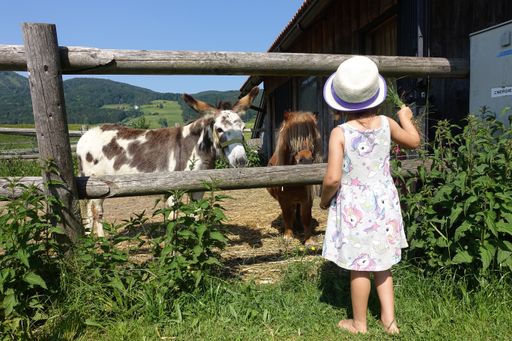 Vorschau Bild von Keine Inszenierung, Bauernhoferlebnisse passieren
so oder so.
