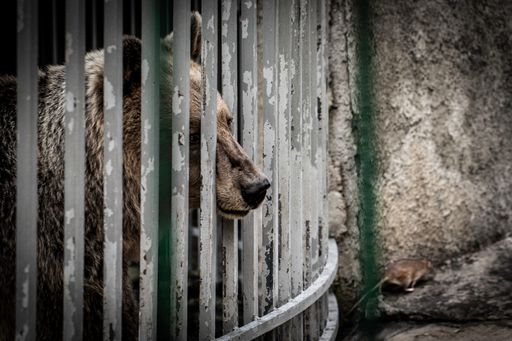 Neben einem Restaurant in Albanien wurde dieser Bär
in einem Käfig eingesperrt.