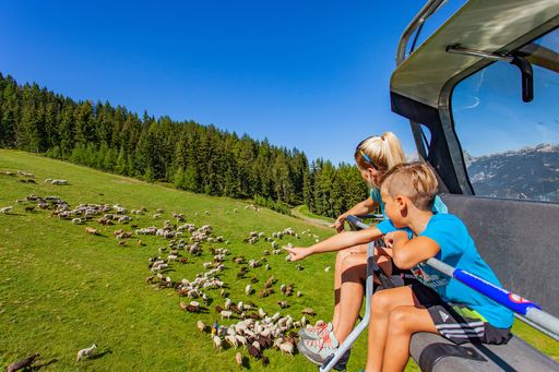  Eins, zwei, viele! Ganze 800 Schafe gibt es am
Hauser Kaibling. Die sind nicht nur schön anzuschauen, sondern
sorgen auch für das ökologische Gleichgewicht am steirischen
Genussberg.