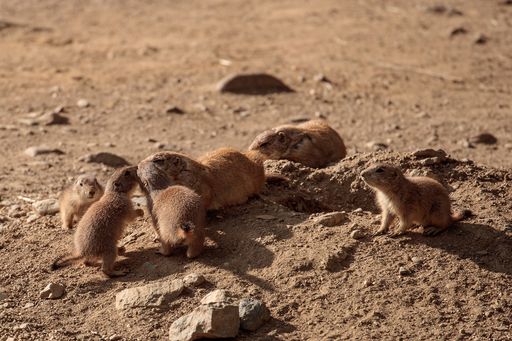  Die Präriehundbabys wuseln durch den Tierpark