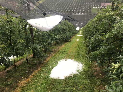 Vorschau Bild von Obst unter Netz