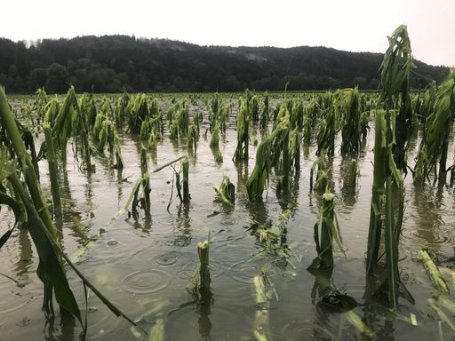 überschwemmter und von Hagel geschädigter Mais