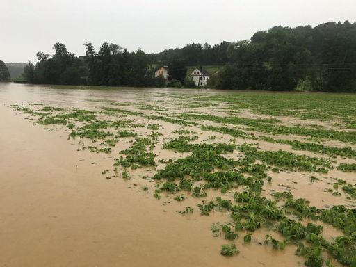 Vorschau Bild von überschwemmter Soja in Walkersdorf