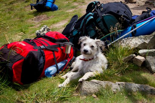 Eine Wanderung ist für den Hund ideal,
vorausgesetzt, man nimmt Rücksicht auf seine Kondition und legt
genügend Pausen ein.