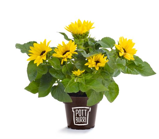 Neben 100%kompostierbaren Kaffeekapseln stellt Golden Compound
aus dem Material SUN CIRCLE® auch Blumentöpfe her, die eingegraben
werden können und sich mit der Zeit rückstandsfrei zersetzen. Die
Töpfe der Marke POTTBURRI® basieren ebenfalls auf den Schalen von
Sonnenblumenkernen und sind damit voll recyclingfähig und
gartenkompostierbar. Weiterer Text über ots und
www.presseportal.de/nr/145981 / Die Verwendung dieses Bildes ist für
redaktionelle Zwecke honorarfrei. Veröffentlichung bitte unter
Quellenangabe: "obs/Golden Compound/Timo Lutz"