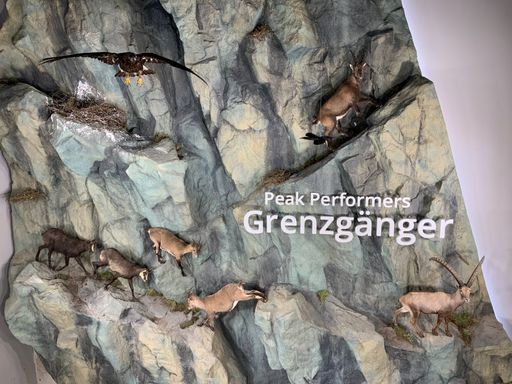 Vorschau Bild von Die Ausstellung zum Steinbock über drei Stockwerke
ist das Herzstück des Hauses.