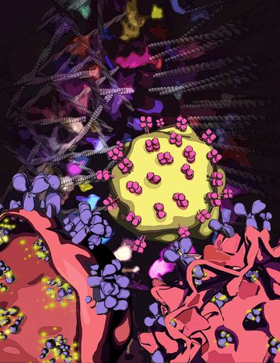 Grafik Beschreibung: Die Kommunikation zwischen
Immunzellen ist für eine ordnungsgemäße Funktion unerlässlich.
Salzer, Zoghi et al. beschreiben nun einen neuartigen angeborenen
Immundefekt, bei dem die Zell-Zell-Kommunikation nicht richtig
funktioniert. Aufgrund von fehlendem HEM1, das für das sogenannte
Aktin-Zytoskelett wichtig ist, nehmen die Zellen eine abnormale Form
an: Sie sind stachelig und können aufgrund der Fehllokalisierung von
Rezeptoren nicht effizient mit anderen Zellen kommunizieren. Die
Abbildung zeigt, dass eine HEM1-defiziente Zelle (rechte Seite) im
Gegensatz zu einer gesunden Zelle (linke Seite) Stacheln aufweist,
die infolge eines defekten verzweigten Aktins (Hintergrund) gebildet
werden, und die Signalübertragung erschweren.
